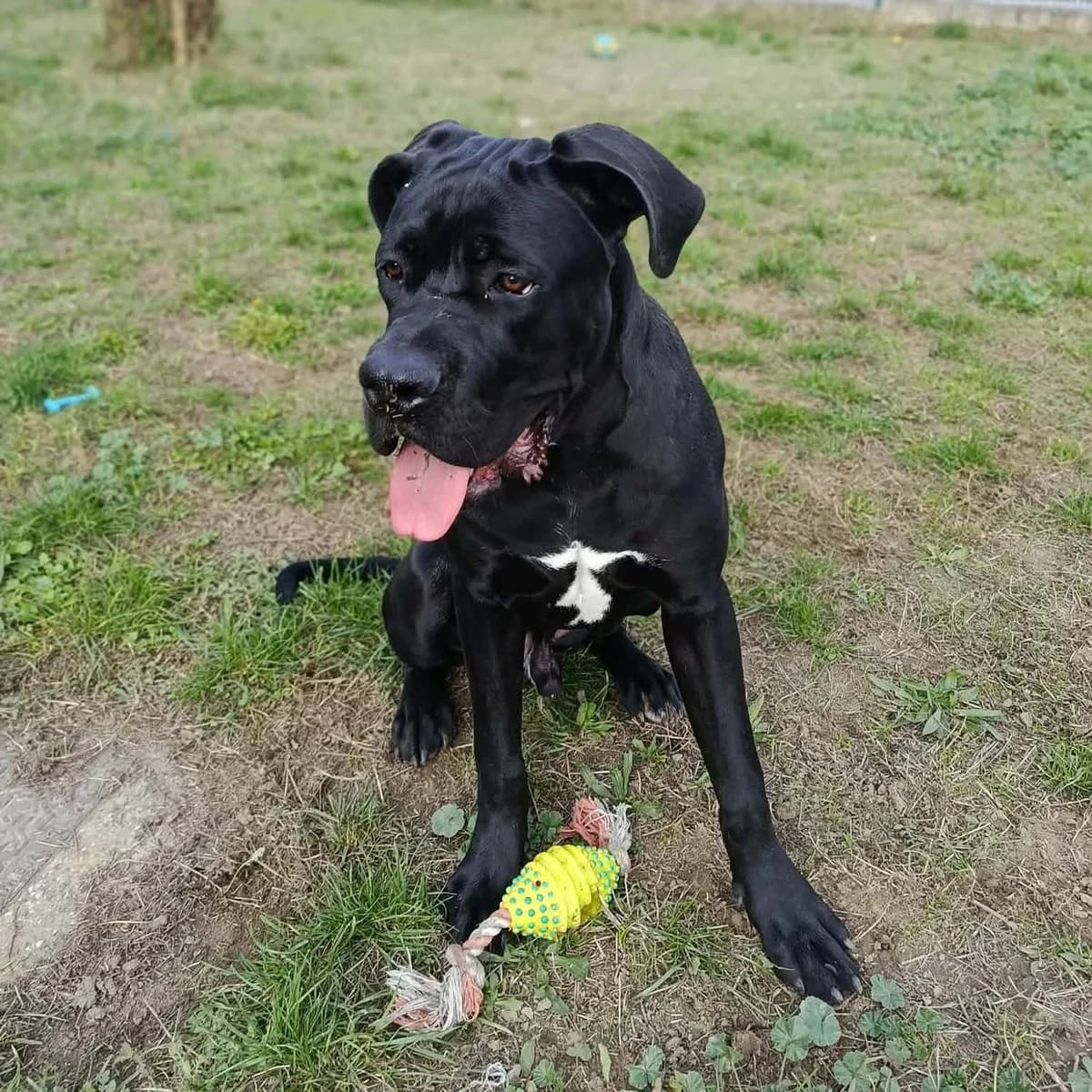 BALOO, male puppy mixed breed for adoption at SPA de Lyon et du Sud-Est