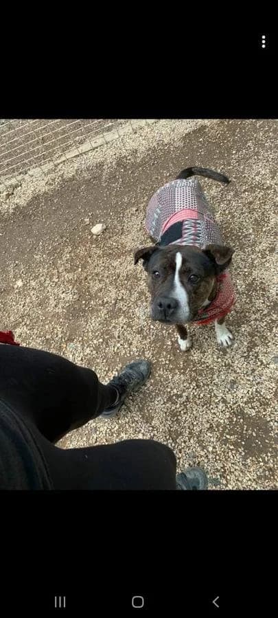 Attila, gris et blanc male senior French Bulldog for adoption at SPA de Nîmes Les Murailles