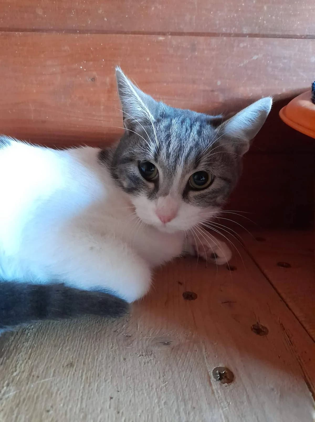 Chaussette, noir et blanc male 4yo European Shorthair for adoption at SPA de Nîmes Les Murailles