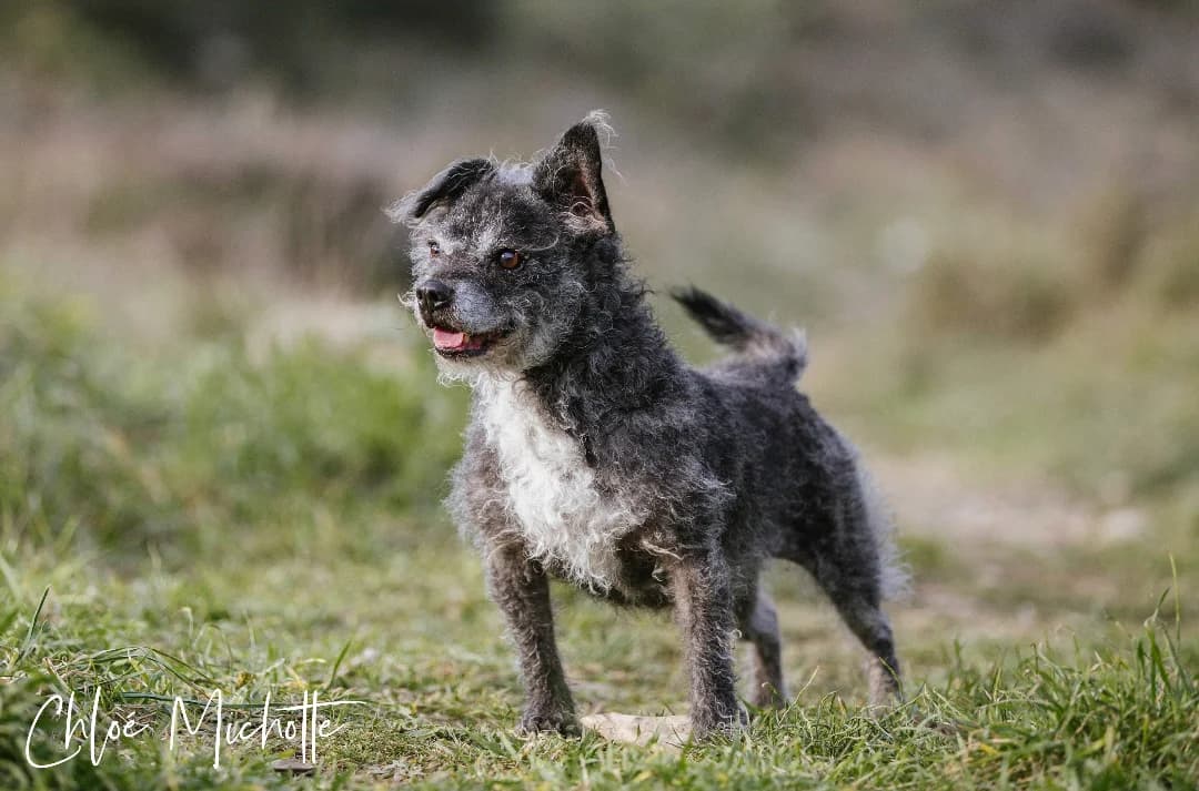 Filou, blanc et beige male senior Mixed Breed for adoption at SPA de Nîmes Les Murailles
