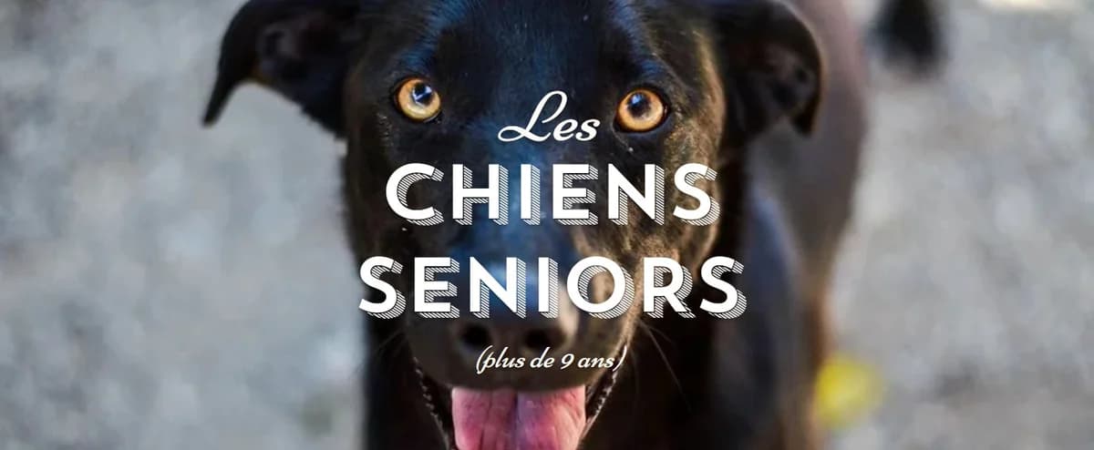 Isao, marron male senior Mixed Breed for adoption at SPA de Nîmes Les Murailles