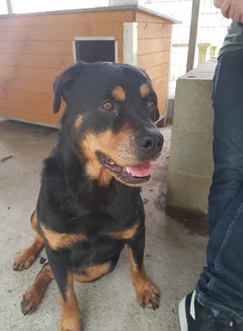 Kalash, bringé et blanc male 6yo American Staffordshire Terrier for adoption at SPA de Nîmes Les Murailles