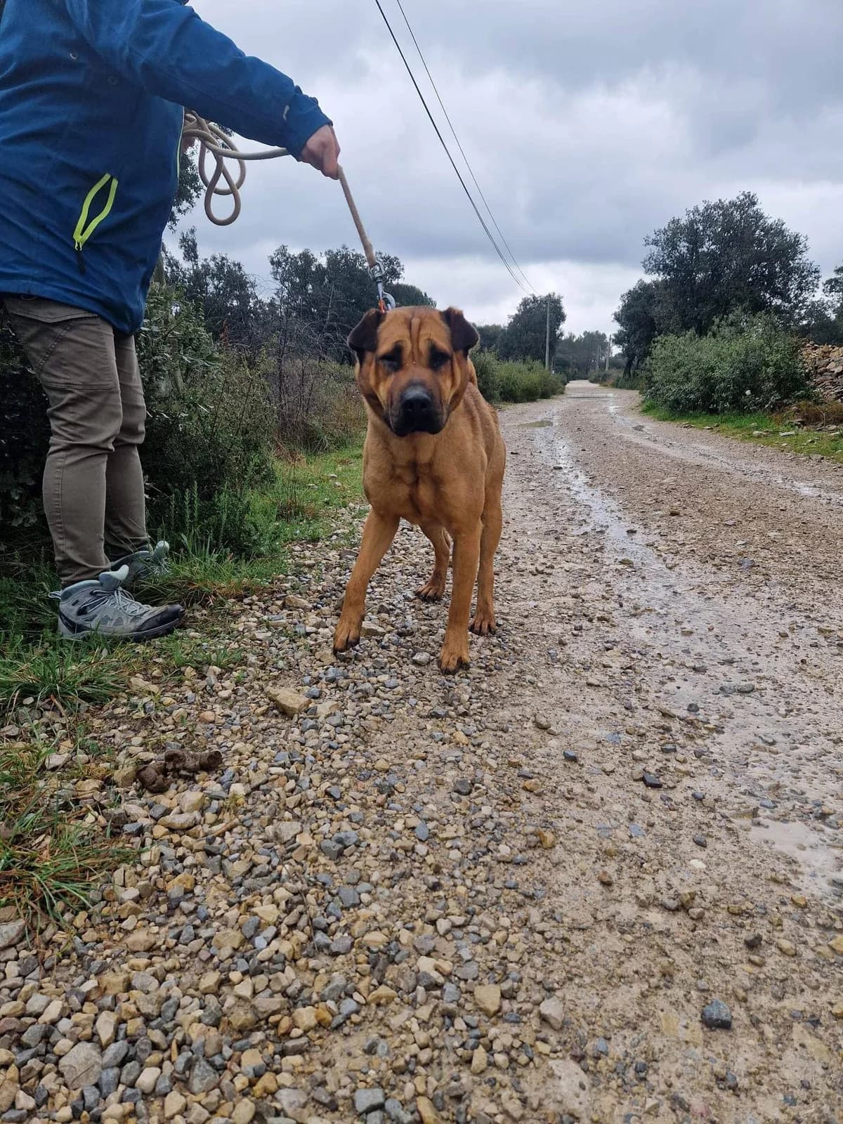 Lascar, chocolat male senior Labrador Retriever for adoption at SPA de Nîmes Les Murailles