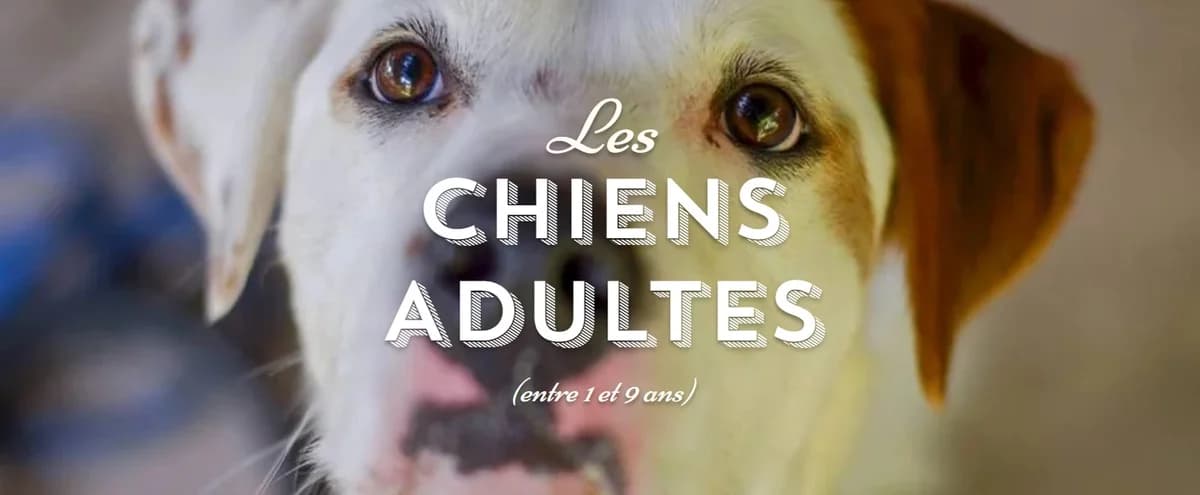 Lena, noir et feu female senior Rottweiler for adoption at SPA de Nîmes Les Murailles