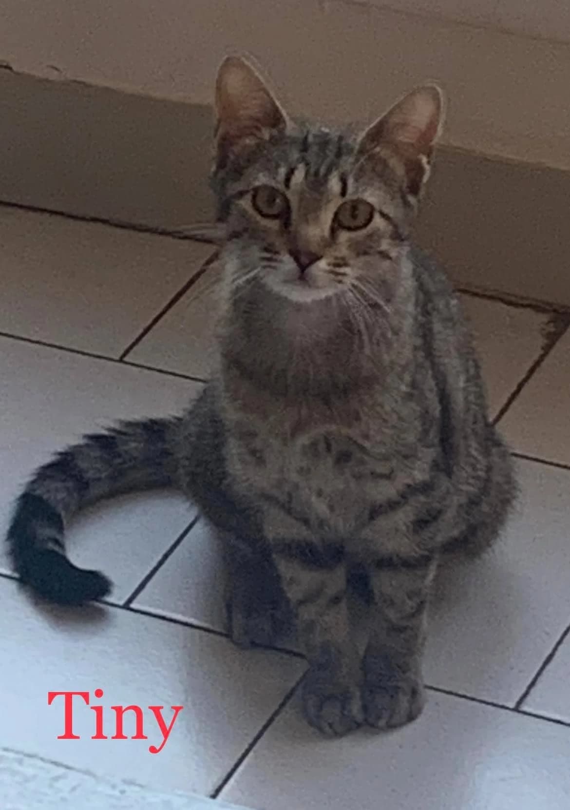 Maya, noire female 4yo European Shorthair for adoption at SPA de Nîmes Les Murailles
