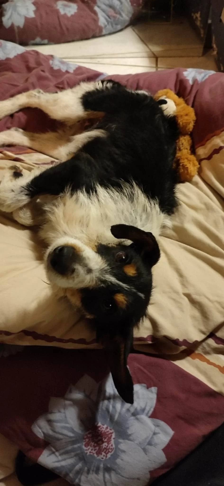Obelix, marron et blanc male 6yo Rottweiler for adoption at SPA de Nîmes Les Murailles