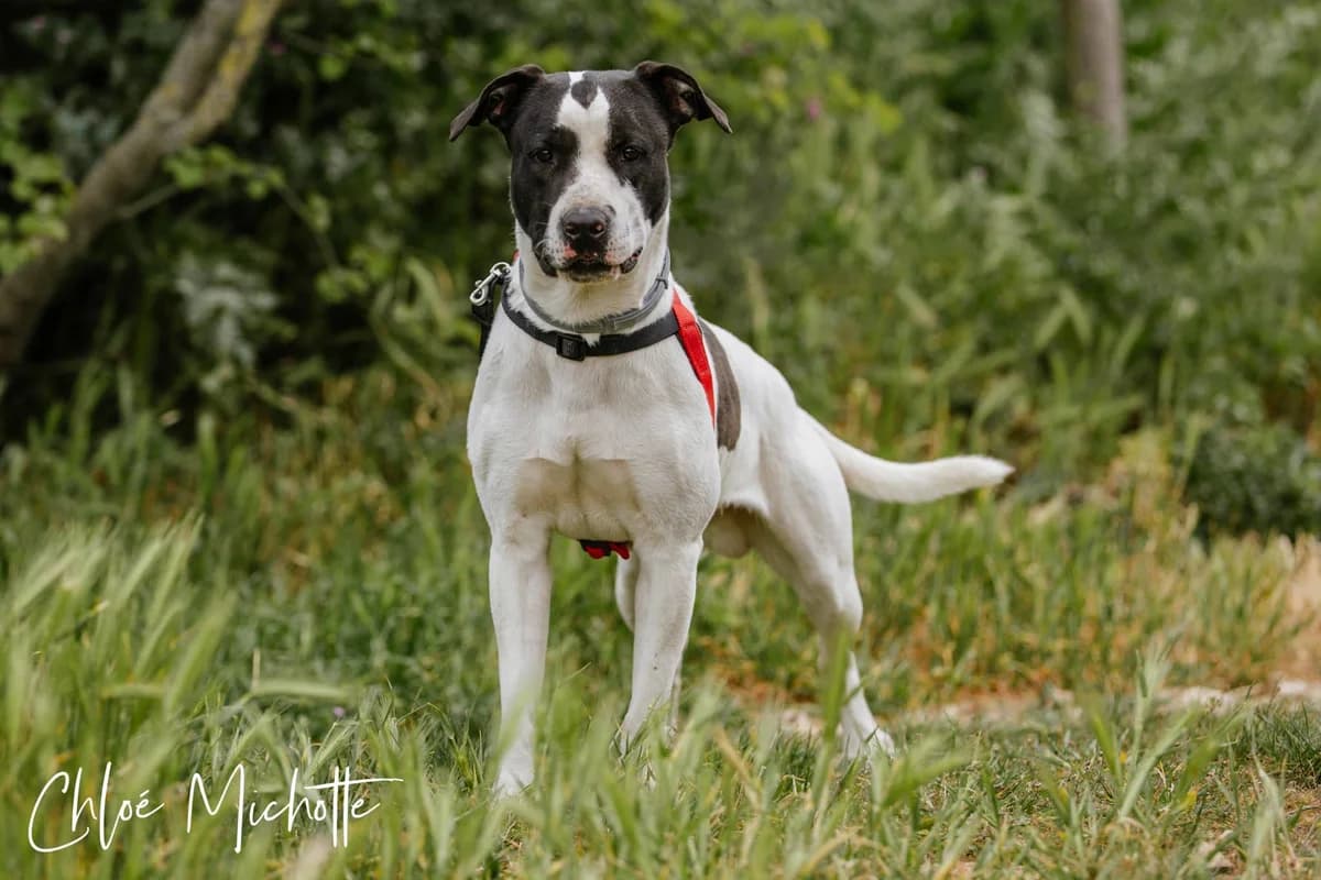 Odin, marron male 4yo American Bully for adoption at SPA de Nîmes Les Murailles