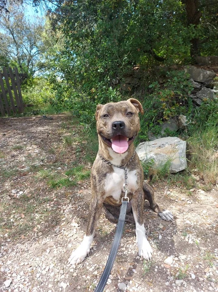 Lena, noir et feu female senior Mixed Breed for adoption at SPA de Nîmes Les Murailles