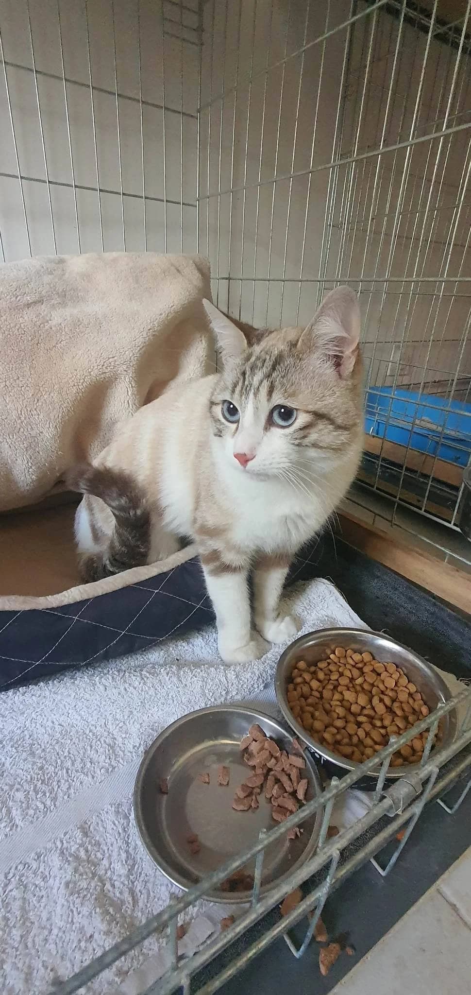 Solune, tricolore female 5yo European Shorthair for adoption at SPA de Nîmes Les Murailles