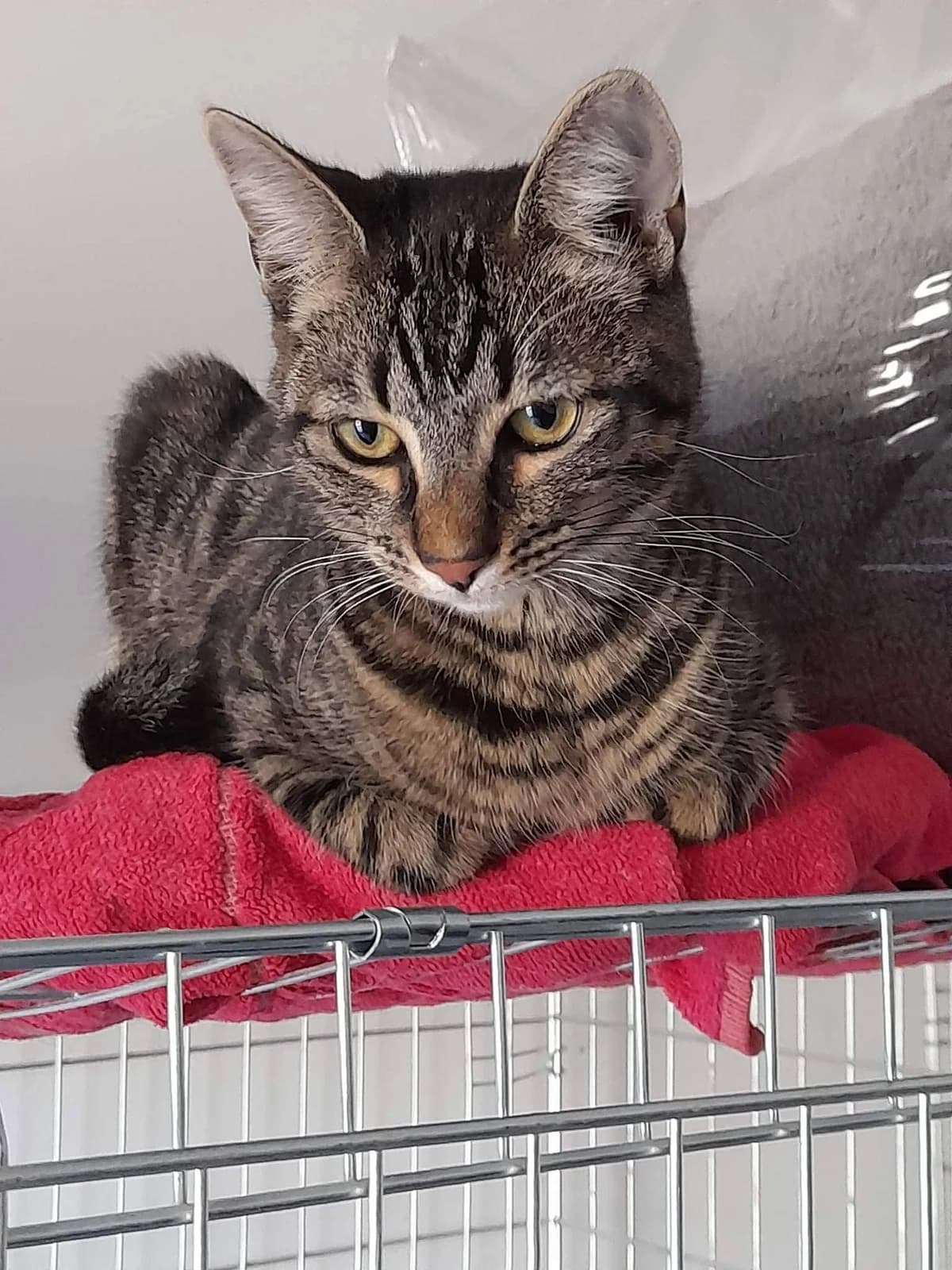 Theo, noire male 4yo European Shorthair for adoption at SPA de Nîmes Les Murailles