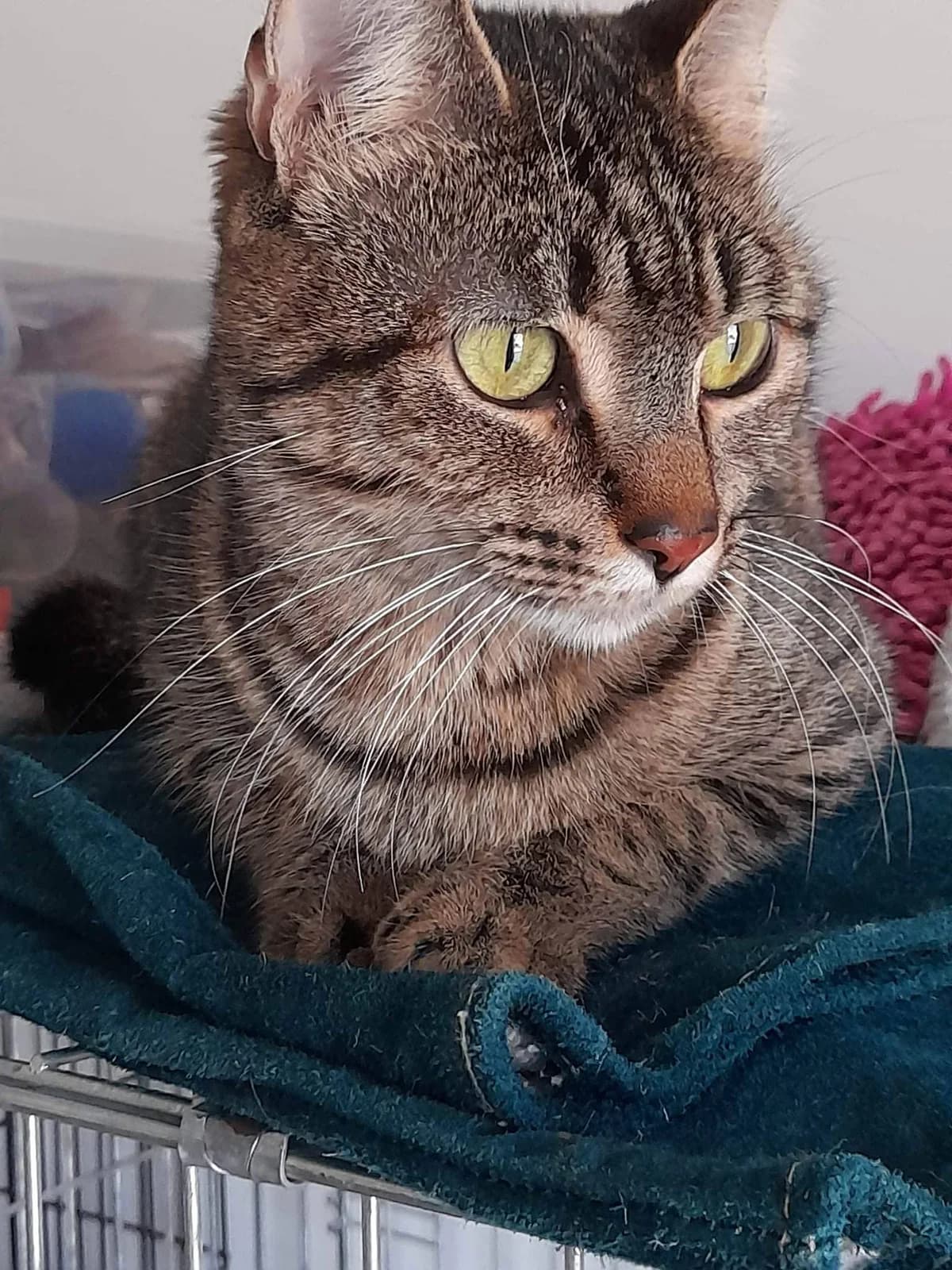Tini, tigré female 4yo European Shorthair for adoption at SPA de Nîmes Les Murailles