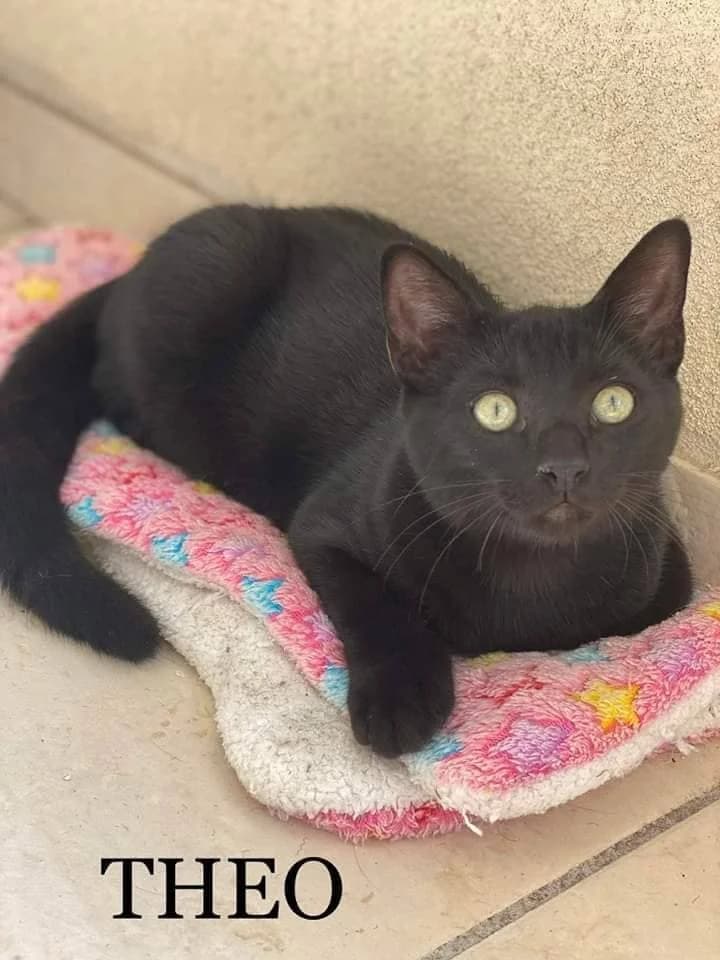 Tiny, blanche et tigrée female 4yo European Shorthair for adoption at SPA de Nîmes Les Murailles