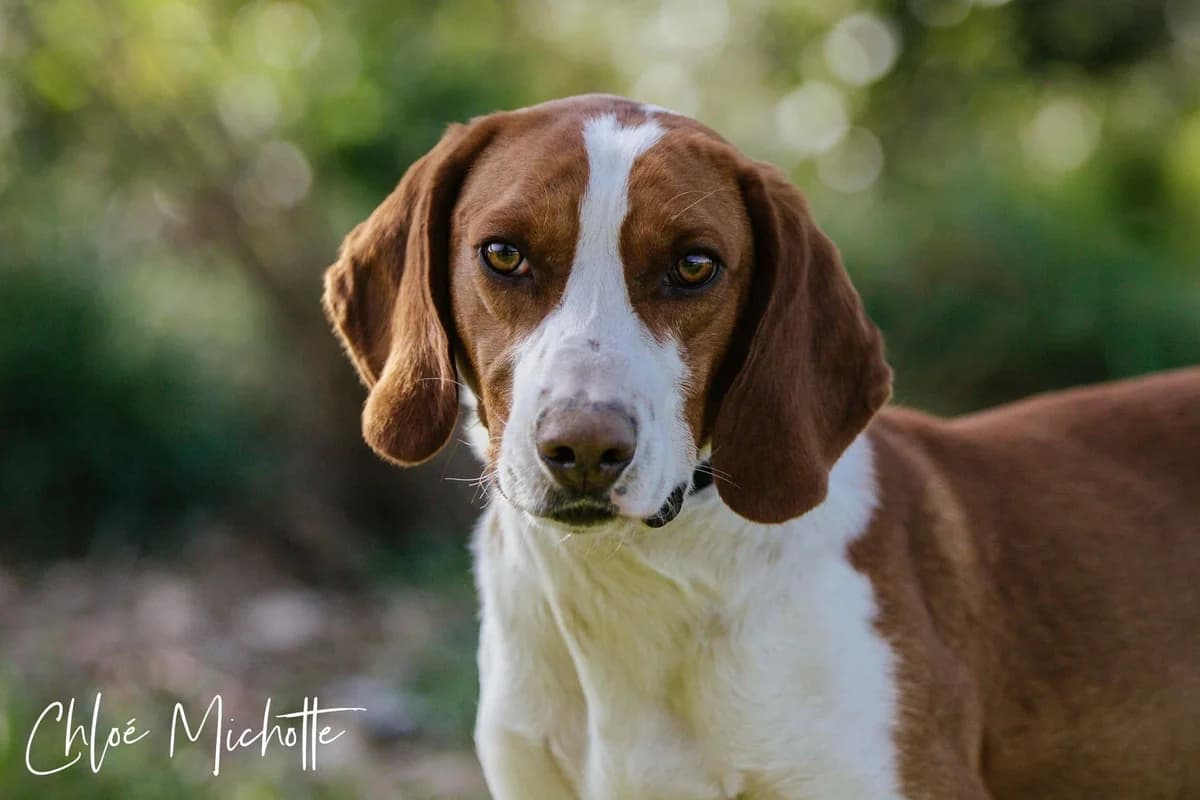 Ulki, noir et blanc male 5yo Mixed Breed for adoption at SPA de Nîmes Les Murailles