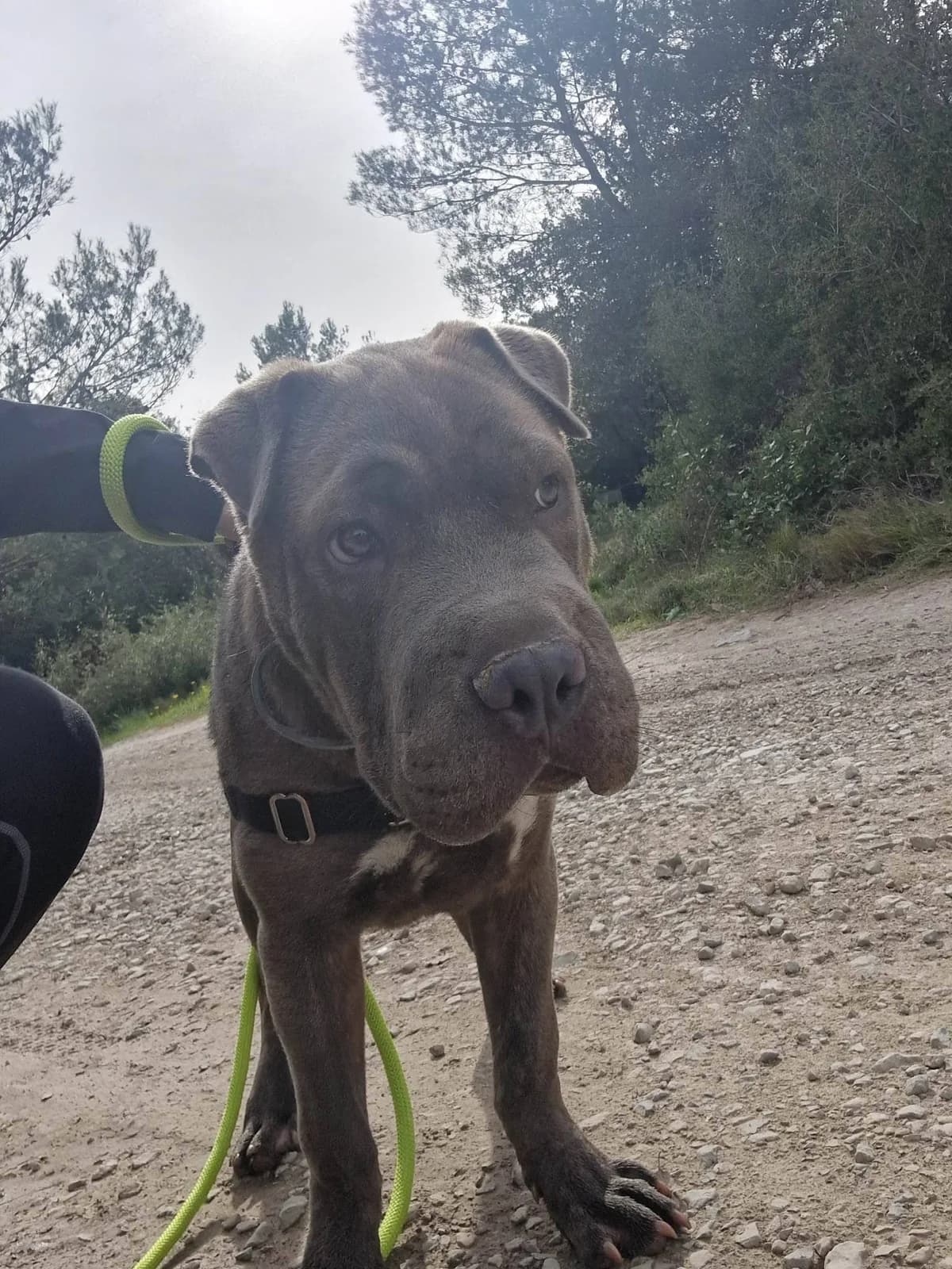Upsa, tricolore female 4yo Shar Pei for adoption at SPA de Nîmes Les Murailles