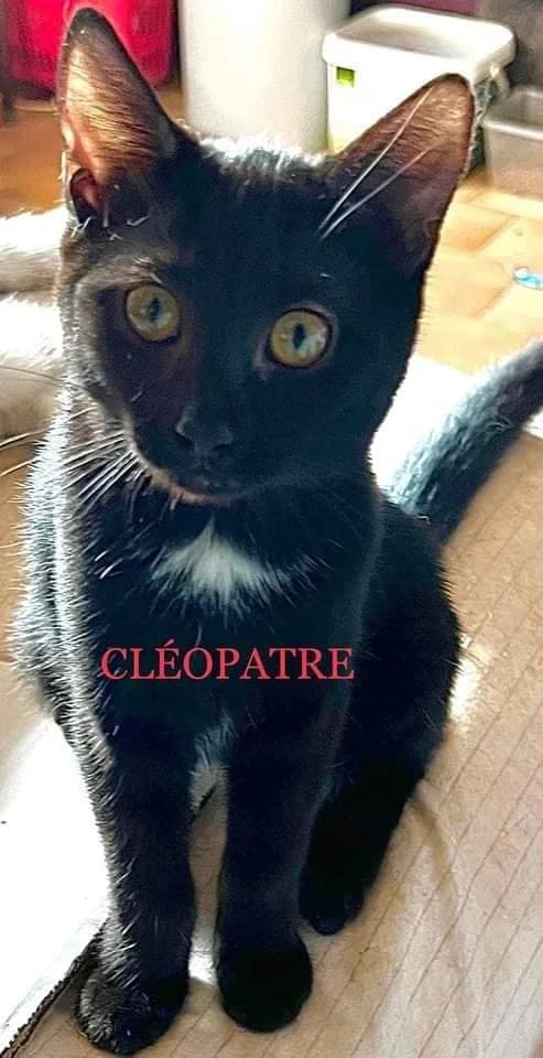 Urielle, tigrée female 4yo European Shorthair for adoption at SPA de Nîmes Les Murailles