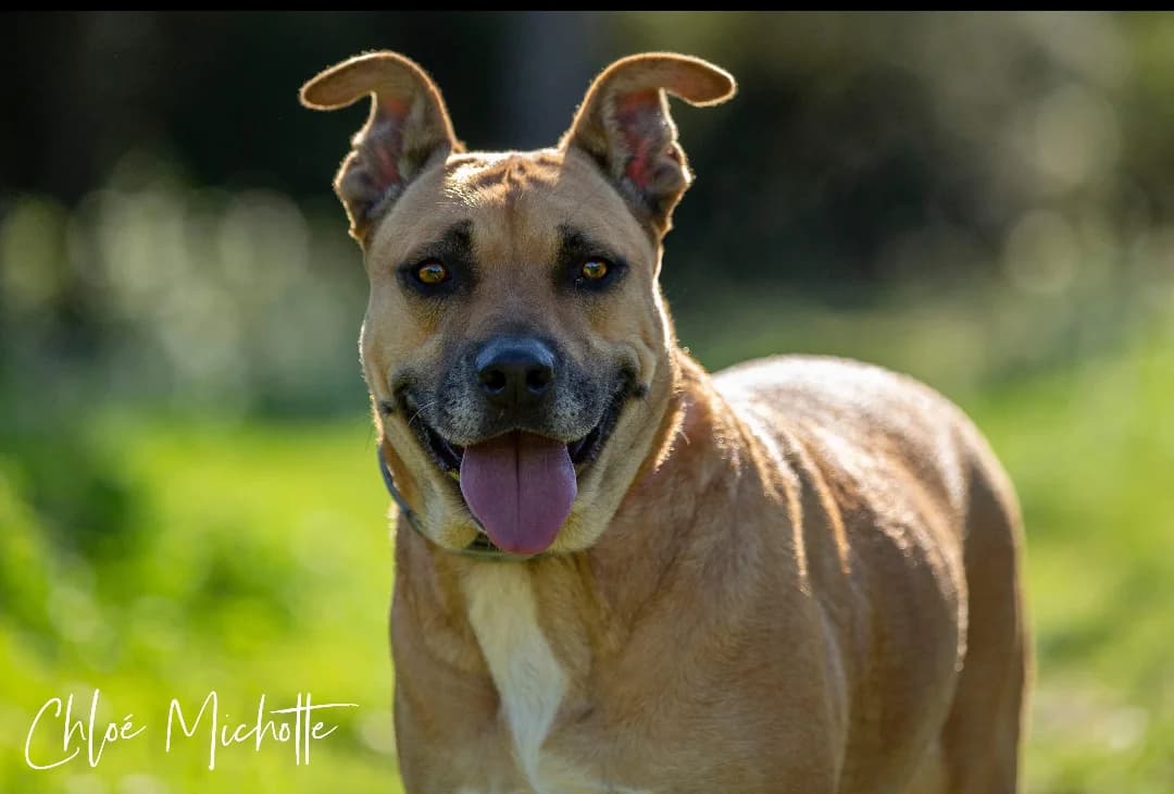 Yuki, fauve male 4yo Cane Corso for adoption at SPA de Nîmes Les Murailles