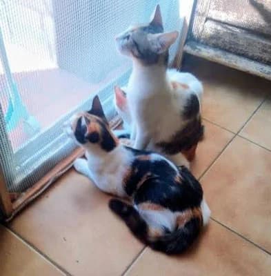 PRUNE & MOUCHETTE, Mixed Breed for adoption at SPA des Baux de Provence