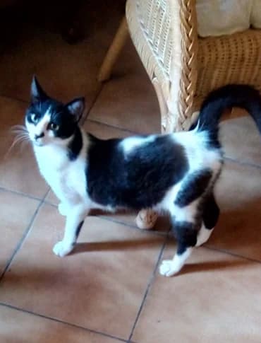 CAPUCINE, female young Mixed Breed for adoption at SPA des Baux de Provence