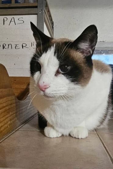 CARAMEL, male senior Mixed Breed for adoption at SPA des Baux de Provence