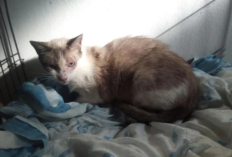 CRACOTTE, female senior Mixed Breed for adoption at SPA des Baux de Provence