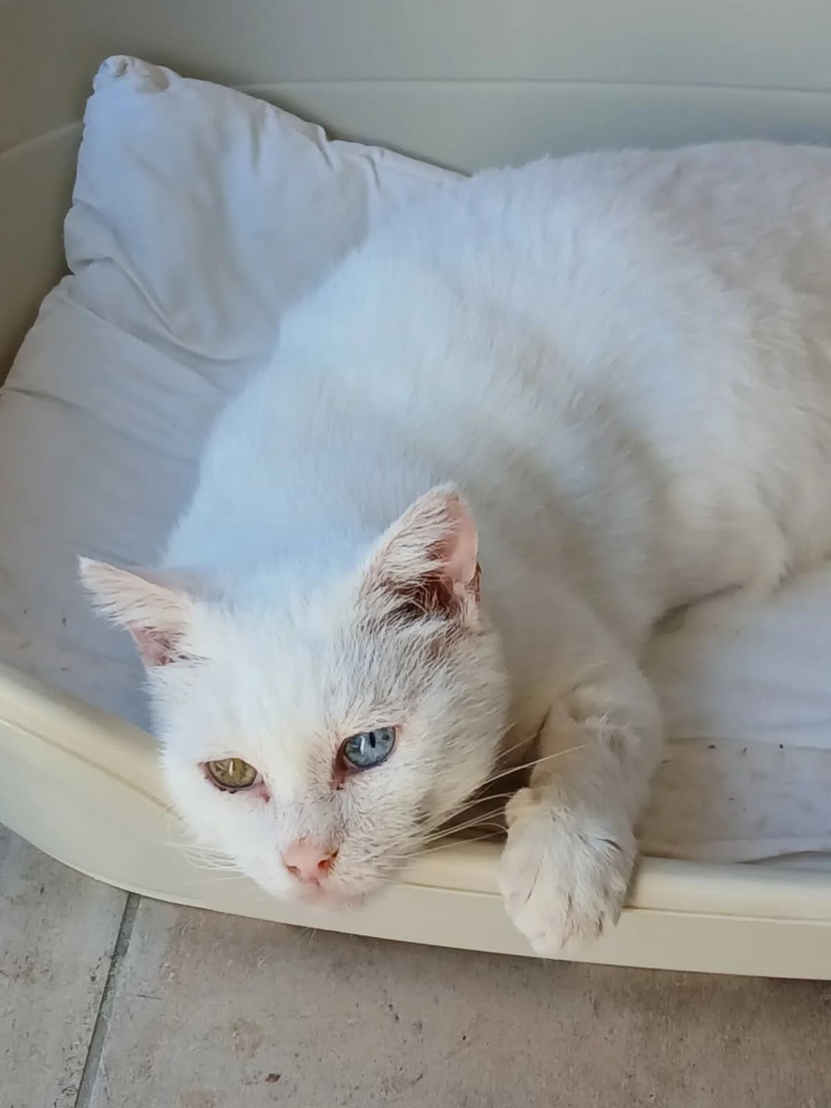 MAOU, male senior Mixed Breed for adoption at SPA des Baux de Provence