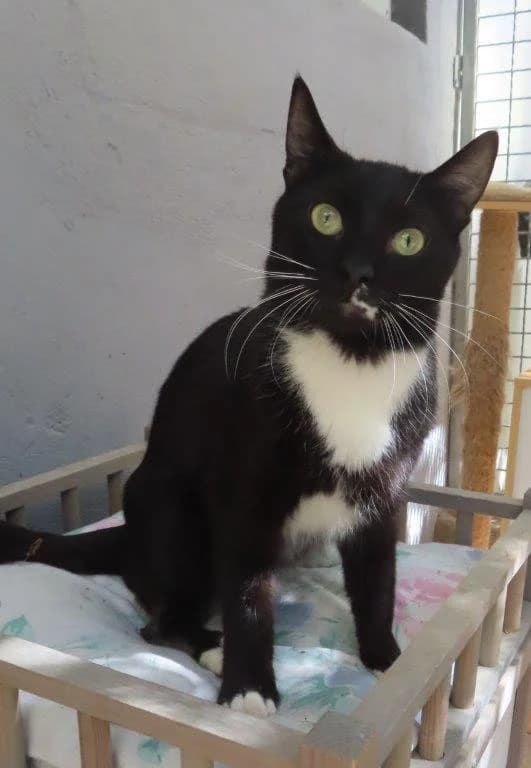 BERENICE, female young Mixed Breed for adoption at SPA des Baux de Provence