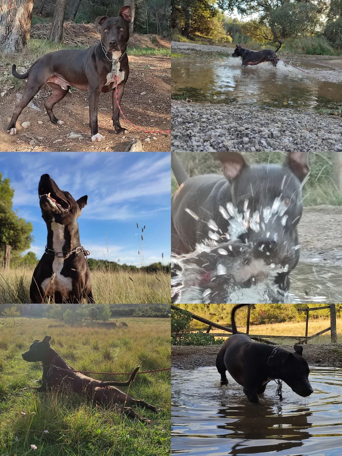 KYRA 1, female 6yo American Staffordshire Terrier for adoption at SPA des Baux de Provence