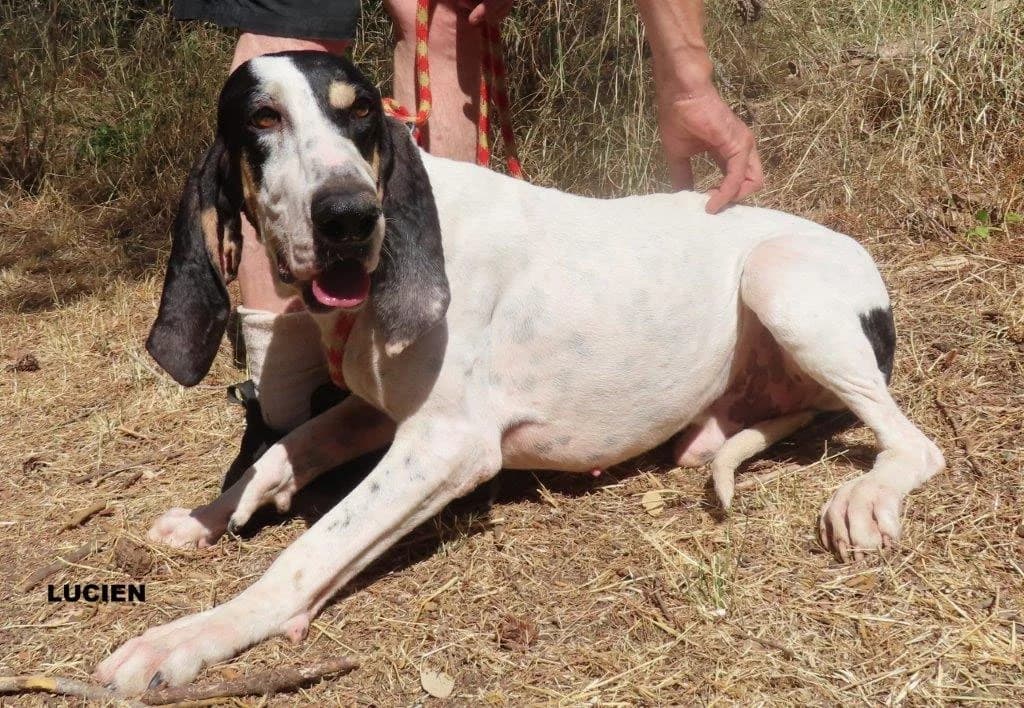 LUCIEN, male 4yo Mixed Breed for adoption at SPA des Baux de Provence
