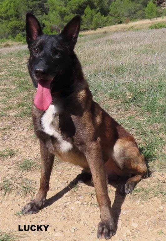 LUCKY, male 6yo Mixed Breed for adoption at SPA des Baux de Provence