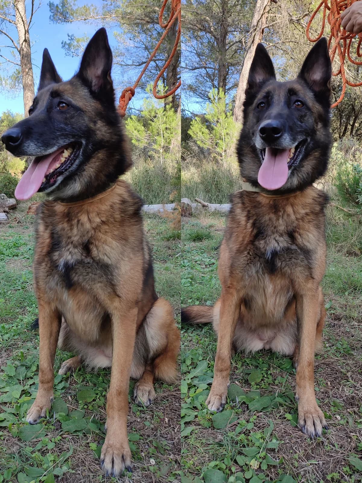 NORMA, female senior Mixed Breed for adoption at SPA des Baux de Provence