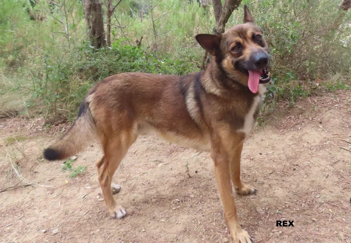 REX, male young German Shepherd for adoption at SPA des Baux de Provence