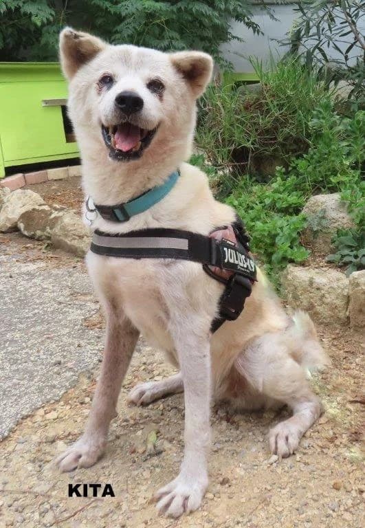 KITA, female senior Mixed Breed for adoption at SPA des Baux de Provence