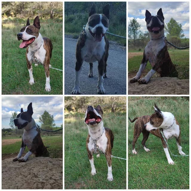 LAÏKA, female senior Mixed Breed for adoption at SPA des Baux de Provence