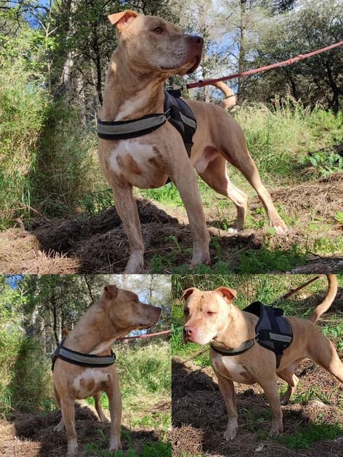SHERKAN, male senior Mixed Breed for adoption at SPA des Baux de Provence