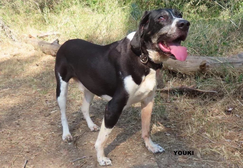 YUKI, male senior American Staffordshire Terrier for adoption at SPA des Baux de Provence