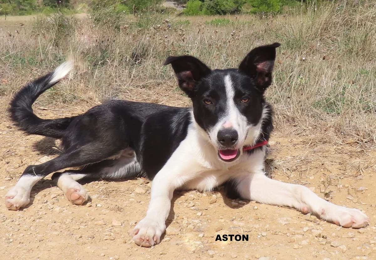 ASTON, male puppy Mixed Breed for adoption at SPA des Baux de Provence