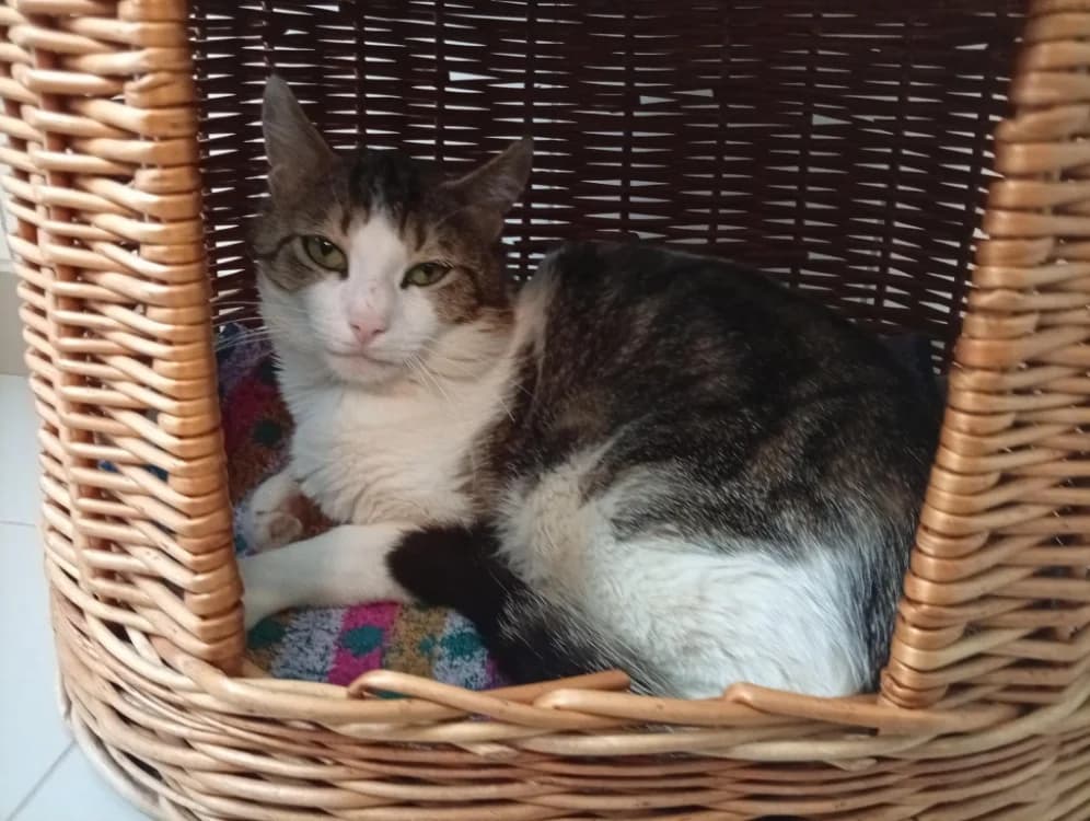 Jocelin, male 3yo Mixed Breed for adoption at SPA Draguignan (Flayosc), Draguignan