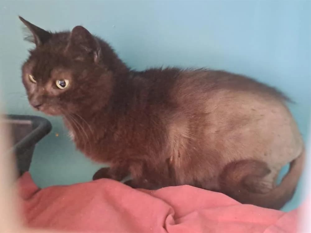 Lila, female Mixed Breed for adoption at SPA Draguignan (Flayosc), Draguignan