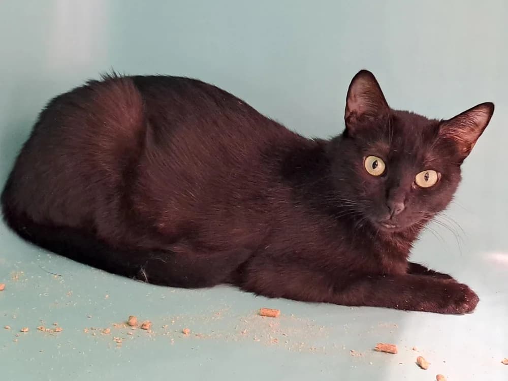 Bella, female Mixed Breed for adoption at SPA Draguignan (Flayosc), Draguignan
