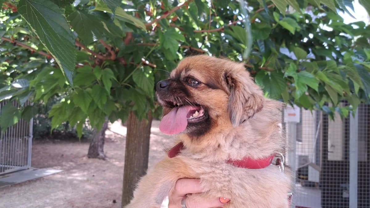 Panache, male 7yo mixed breed for adoption at SPA Draguignan (Flayosc), Draguignan