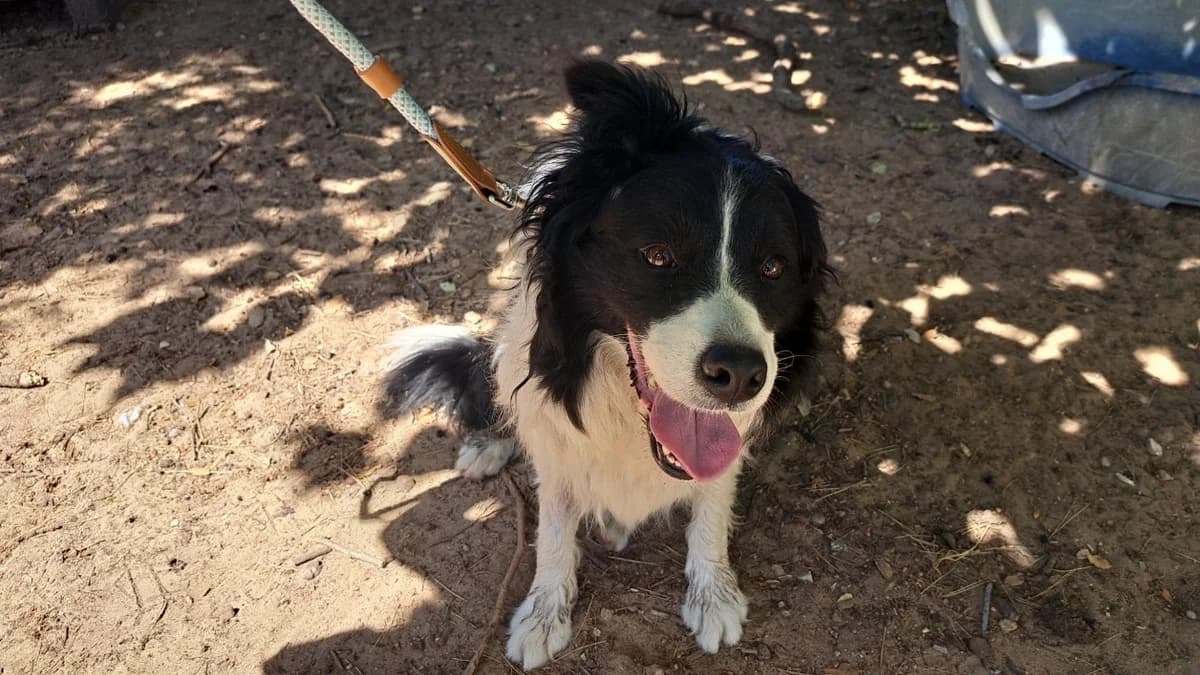 Nuage, female 3yo mixed breed for adoption at SPA Draguignan (Flayosc), Draguignan