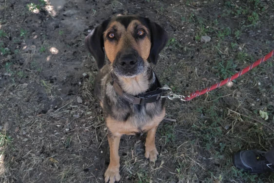 Baya, female 6yo Mixed Breed for adoption at SPA Draguignan (Flayosc), Draguignan