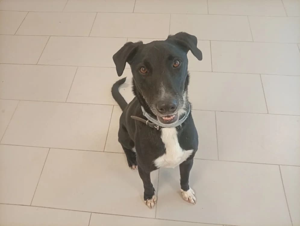 Salto, male 5yo Border Collie for adoption at SPA Draguignan (Flayosc), Draguignan