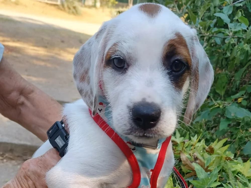 Angèle (chiot), female puppy Pointer for adoption at SPA Draguignan (Flayosc), Draguignan