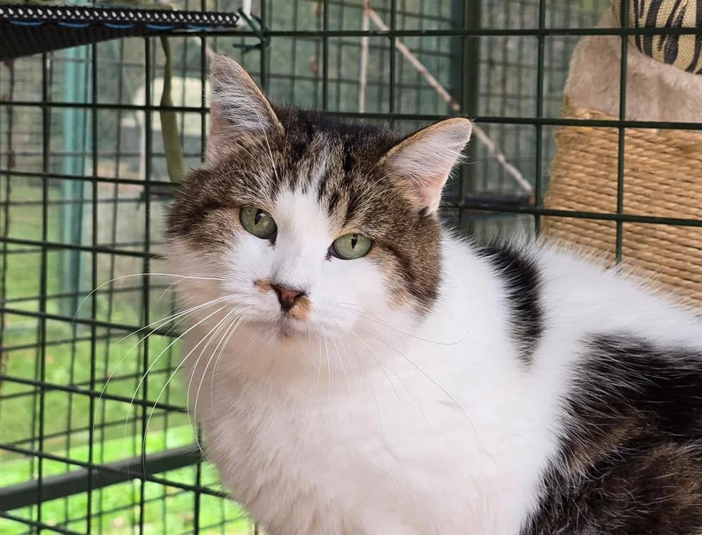 MINET, male senior Mixed Breed for adoption at SPA Draguignan (Flayosc), Draguignan