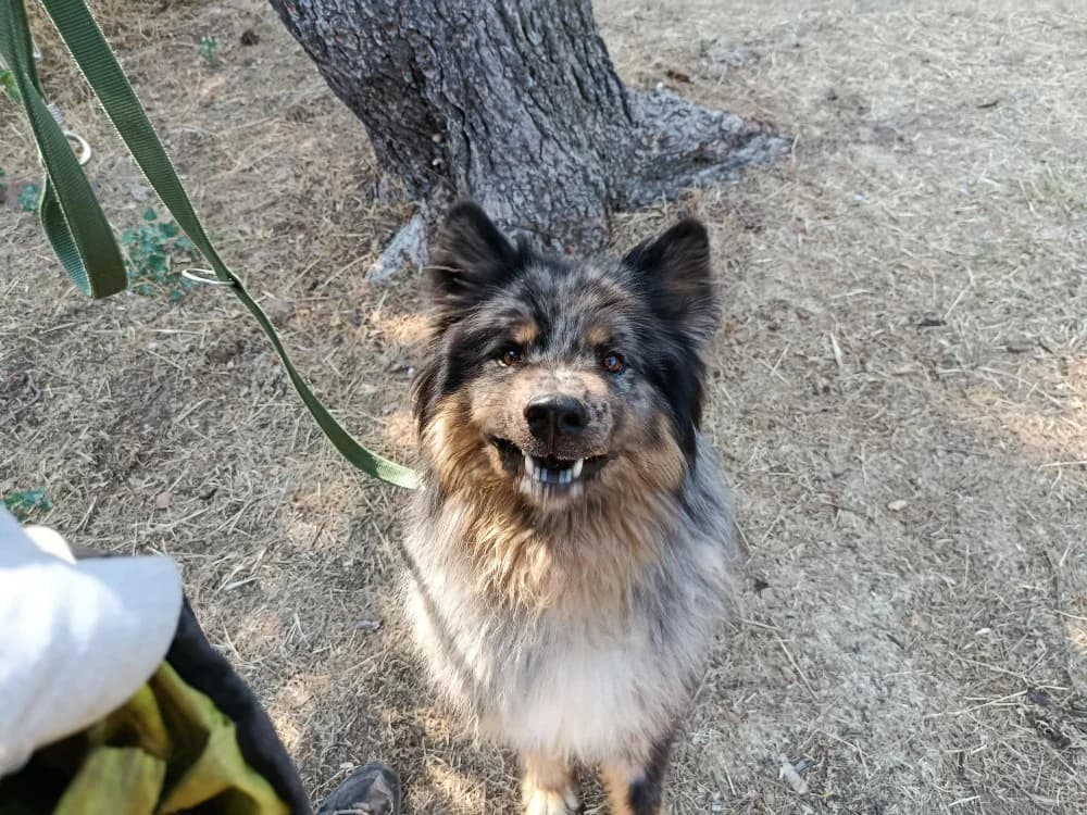 Usher, male 3yo Australian Shepherd for adoption at SPA Draguignan (Flayosc), Draguignan