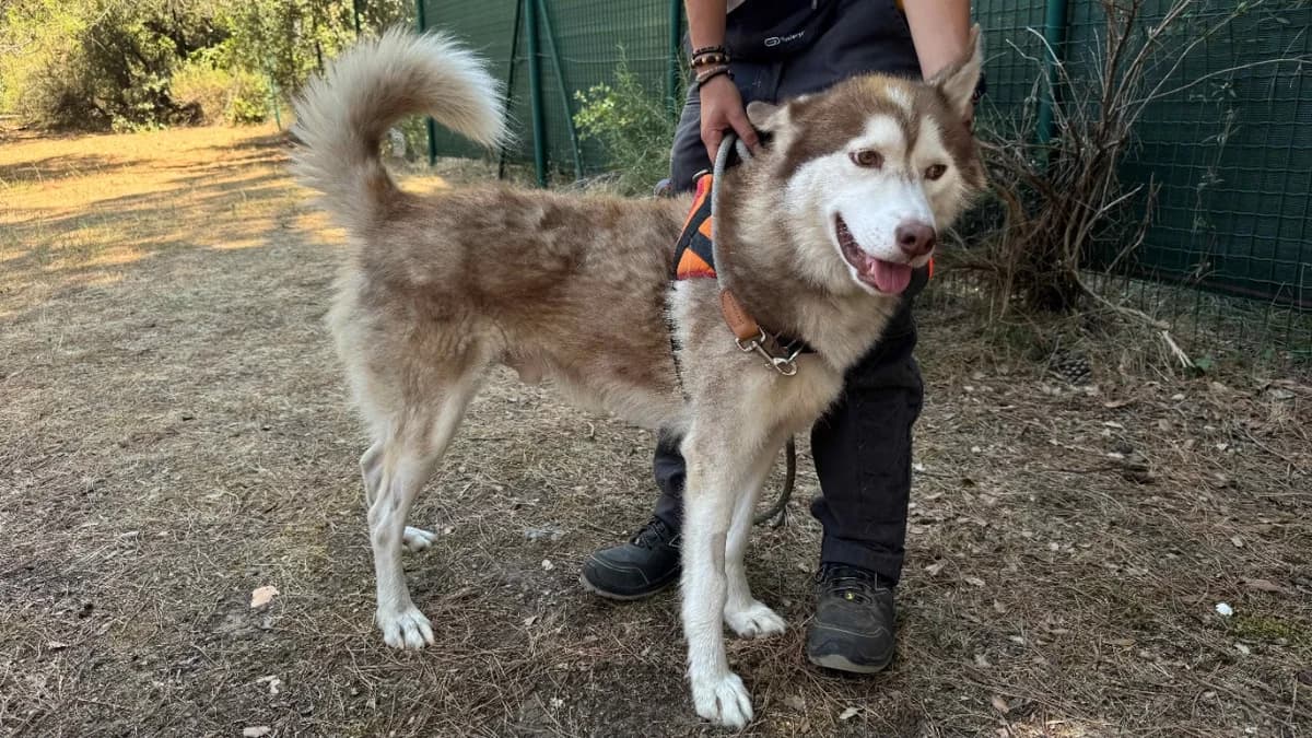 Rocco, male 6yo Husky for adoption at SPA Draguignan (Flayosc), Draguignan