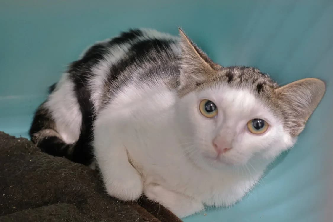 Piano, female Mixed Breed for adoption at SPA Draguignan (Flayosc), Draguignan