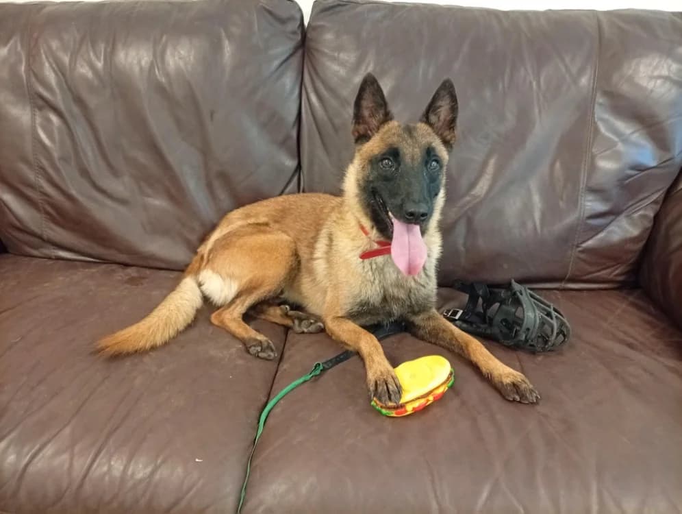 TAMA, female young Belgian Malinois for adoption at SPA Draguignan (Flayosc), Draguignan