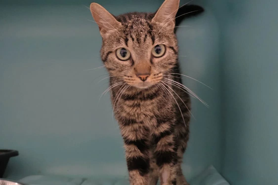Capucine, female young mixed breed for adoption at SPA Draguignan (Flayosc), Draguignan